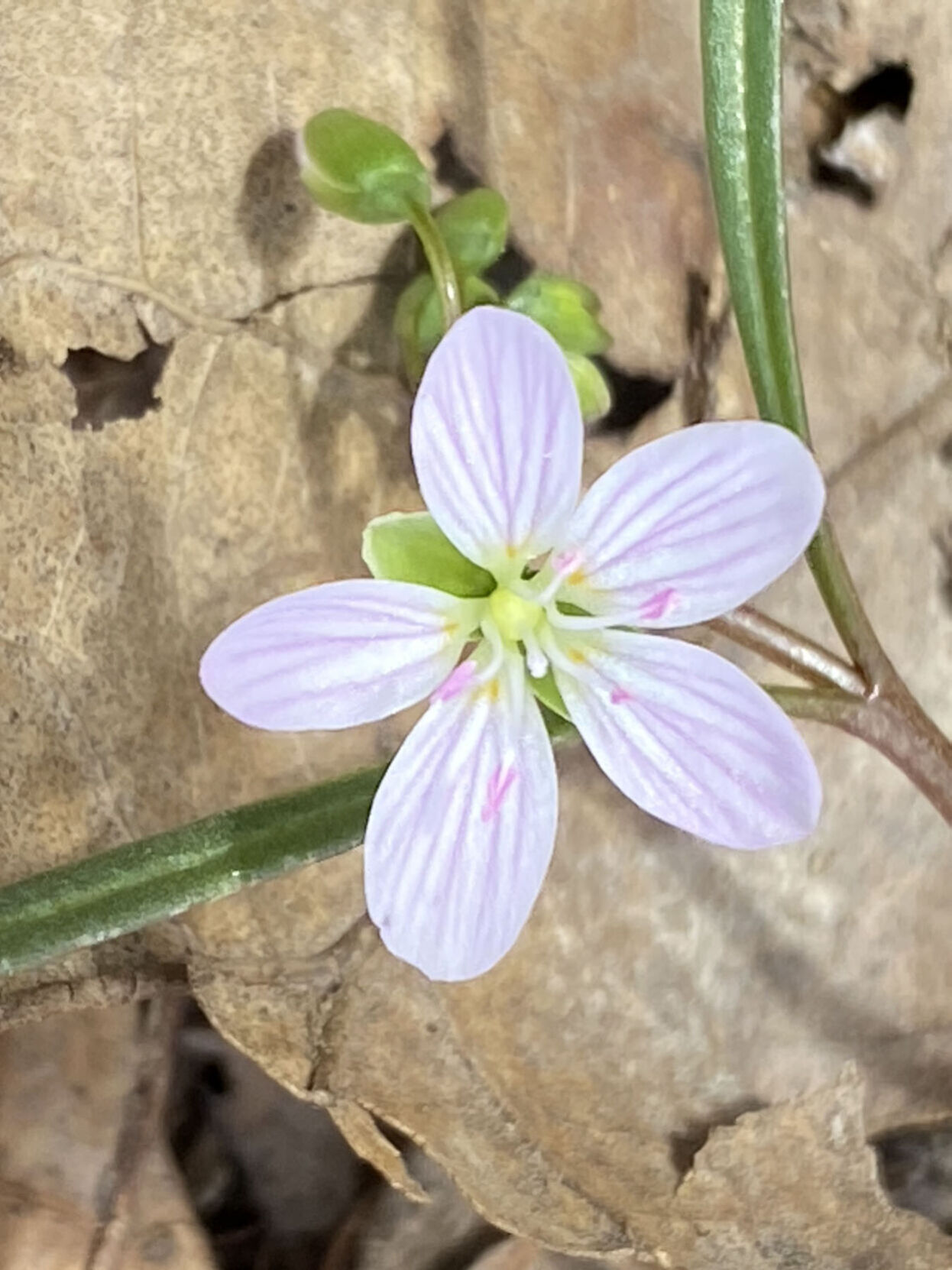Spring Beauty on March 30, 2022